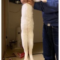 持ち上げられている猫