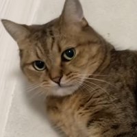 飼い主をじっと見つめるミヌエット