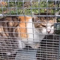 罠にかかった猫2