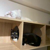 仰向けの白猫