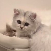 困り顔の白猫（アップ）