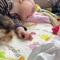 寝ている赤ちゃんと子猫