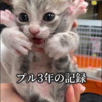 人の手のひらに乗る子猫