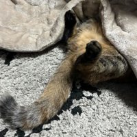 こたつで眠る猫