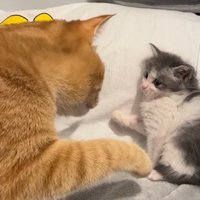 近づく2匹の猫