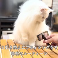 ブラシをにらむシロちゃん