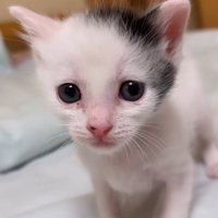 見つめる赤ちゃん猫