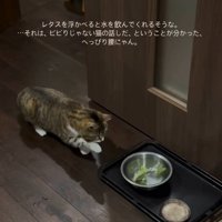 レタスが入った水飲みボウルに近づく猫