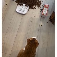 猫と倒れた自動給餌器とカリカリ