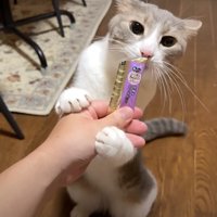 おやつを持った投稿者の手にしがみつく猫