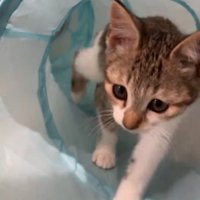 トンネルの中を歩く子猫