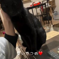 撫でられている黒猫