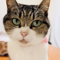 ママと歌の練習をするキジ白猫