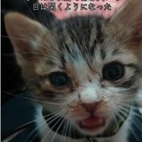 目が開いた子猫