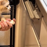 魚焼きグリルを見ている猫