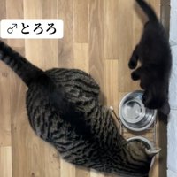 先住猫の上で寝る子猫