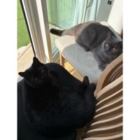 椅子の上の猫