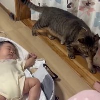 再び赤ちゃんを気にする猫