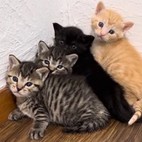 4匹の子猫たちが縦に重なって固まる様子