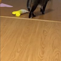 移動する猫