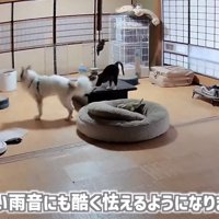 「激しい雨音...」のテロップ写真