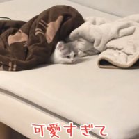上目遣いの猫