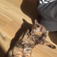 毛繕いをするサビ猫
