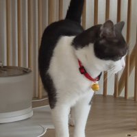 給水器の前の猫