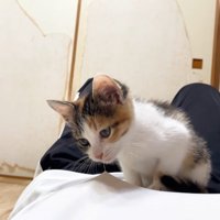 衣服のほつれを咥えて引っ張る子猫