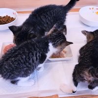 ごはんを食べる3匹の子猫