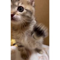 ダンボールに入っている子猫