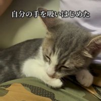 肉球を吸う猫