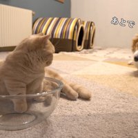 犬を見る猫
