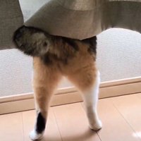 窓の外に夢中になっている猫