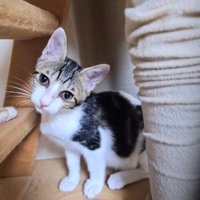 正面を見ている子猫
