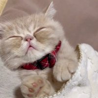 手の力が抜ける猫（アップ）