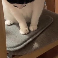 椅子の上から床を見る猫