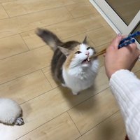 お箸からごはんを食べようとする猫