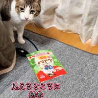 チラッと横目で飼い主を見る猫