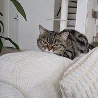 近づいてきた飼い主を見つめるミヌエット