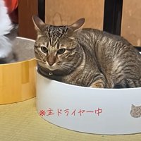 飼い主のドライヤーを見つめる猫