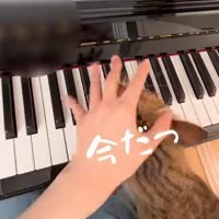 猫の頭に乗せる手
