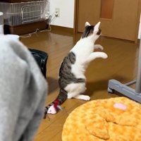 座る猫