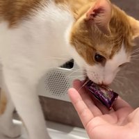 飴を飼い主の手のひらに渡す茶白猫