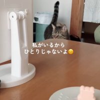 テーブル前で佇む猫（私がいるからひとりじゃないよ）