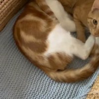 カゴの中でくつろいでいる2頭の猫