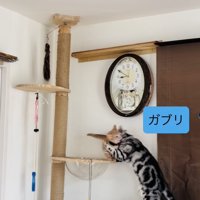 子猫の首に噛み付くアメリカンショートヘア