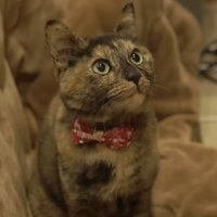 サビ猫