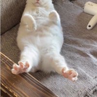 仰向けで寝ている猫