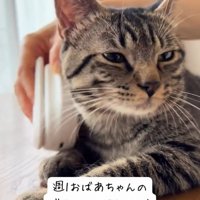 顔の横をブラッシングされる猫